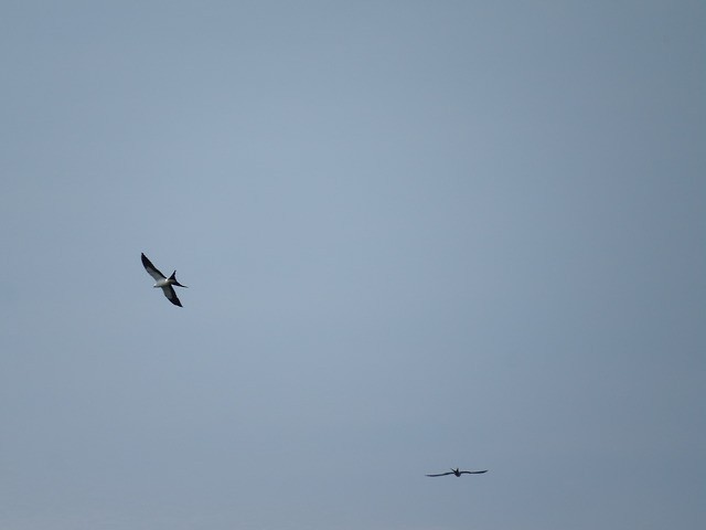Swallow-tailed Kite - Marcelo Corella