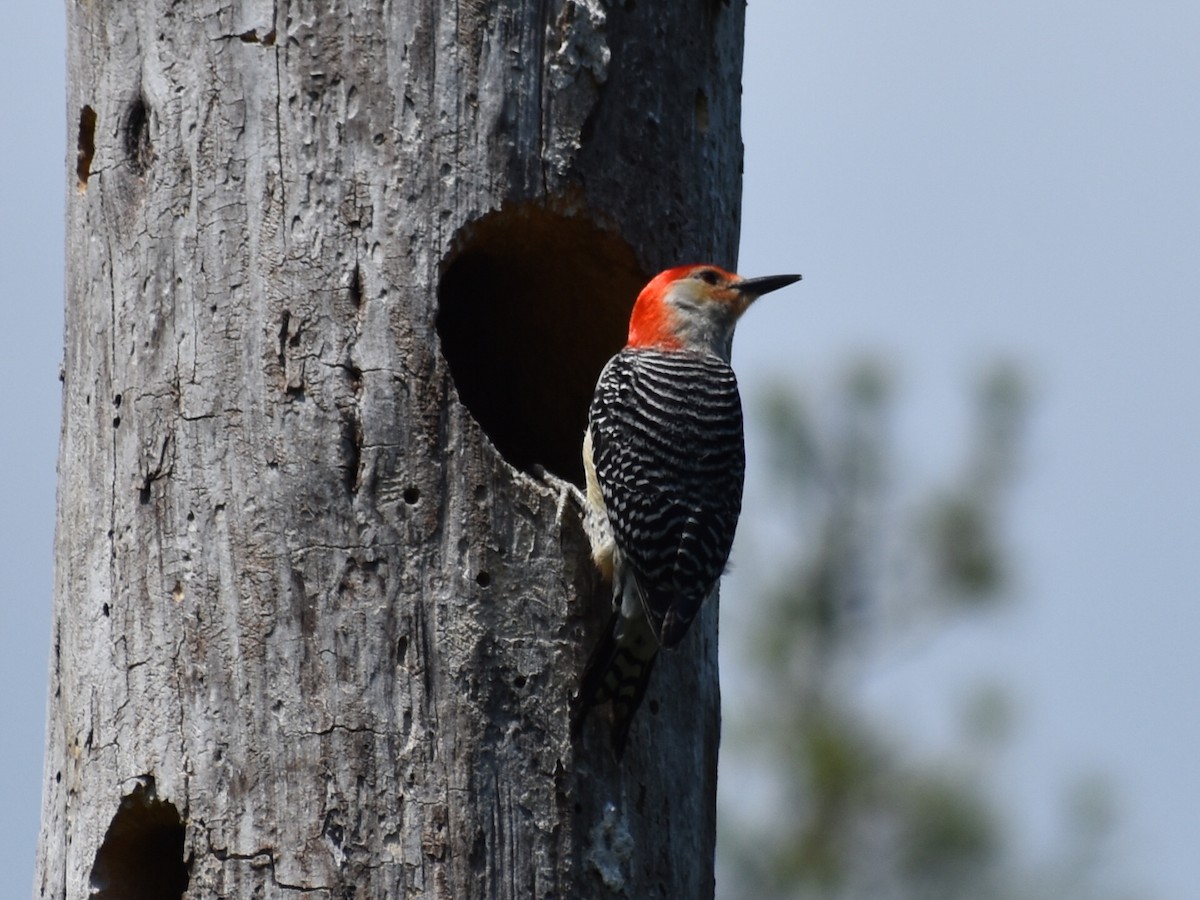 Red-bellied Woodpecker - ML338588341
