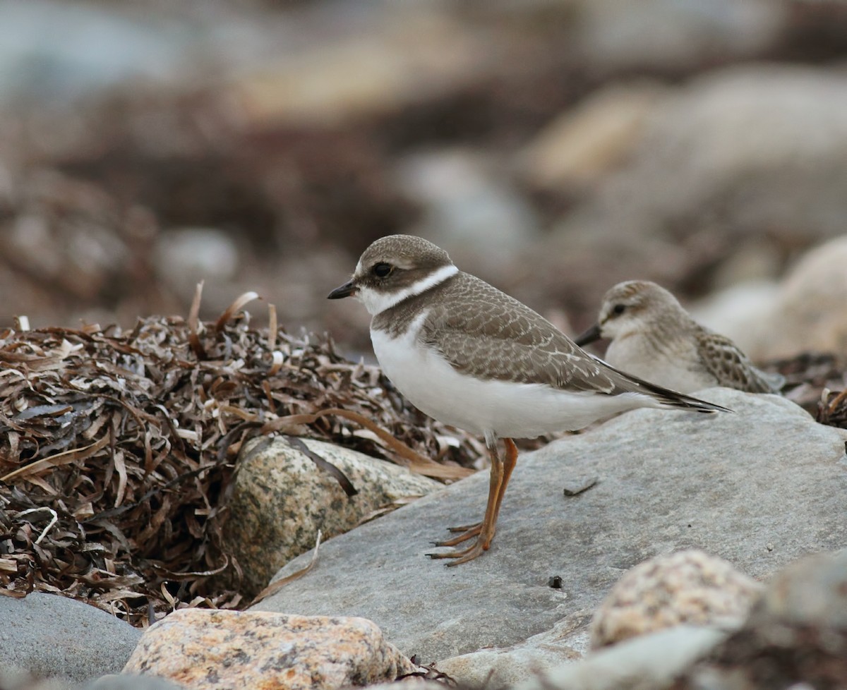 Semipalmated Plover - Kevin Lantz