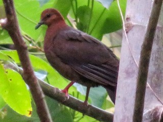 Paloma perdiz de las Fiyi - eBird