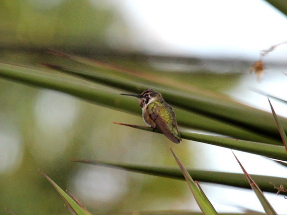 Costa's Hummingbird - ML33859541
