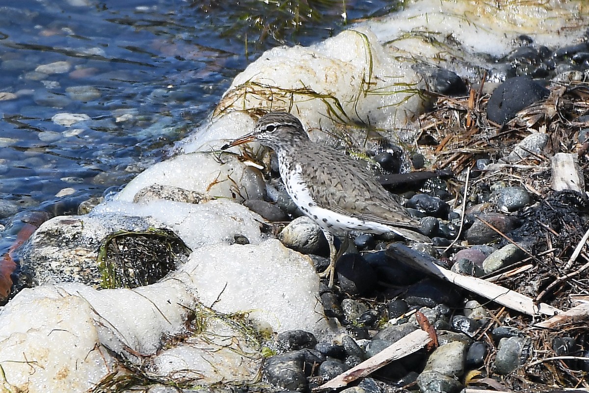 Spotted Sandpiper - MJ OnWhidbey
