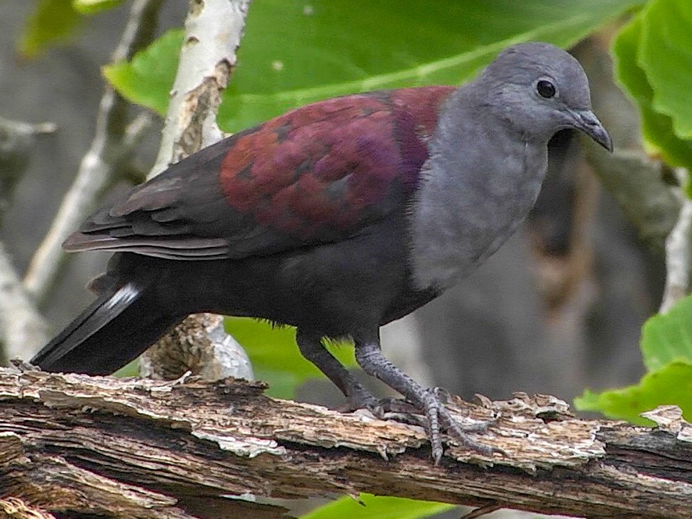 Marquesan Ground Dove - Pampusana rubescens - Birds of the World