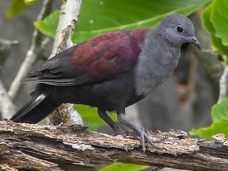  - Marquesas Ground Dove