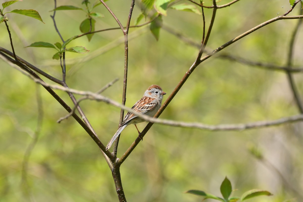 Field Sparrow - ML338608401