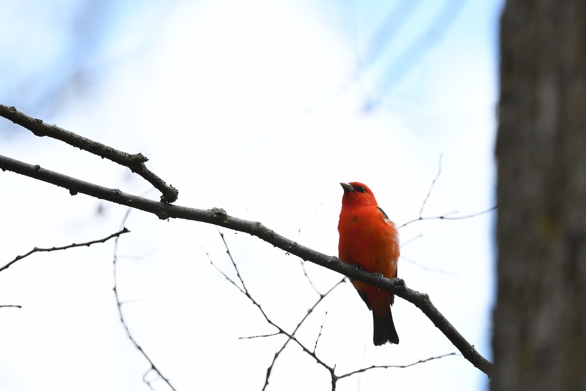 Scarlet Tanager - ML338609191