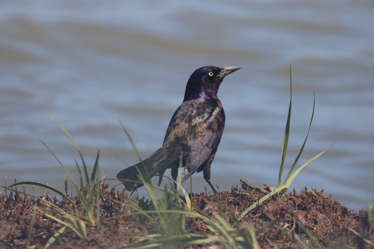 Boat-tailed Grackle - ML338613861