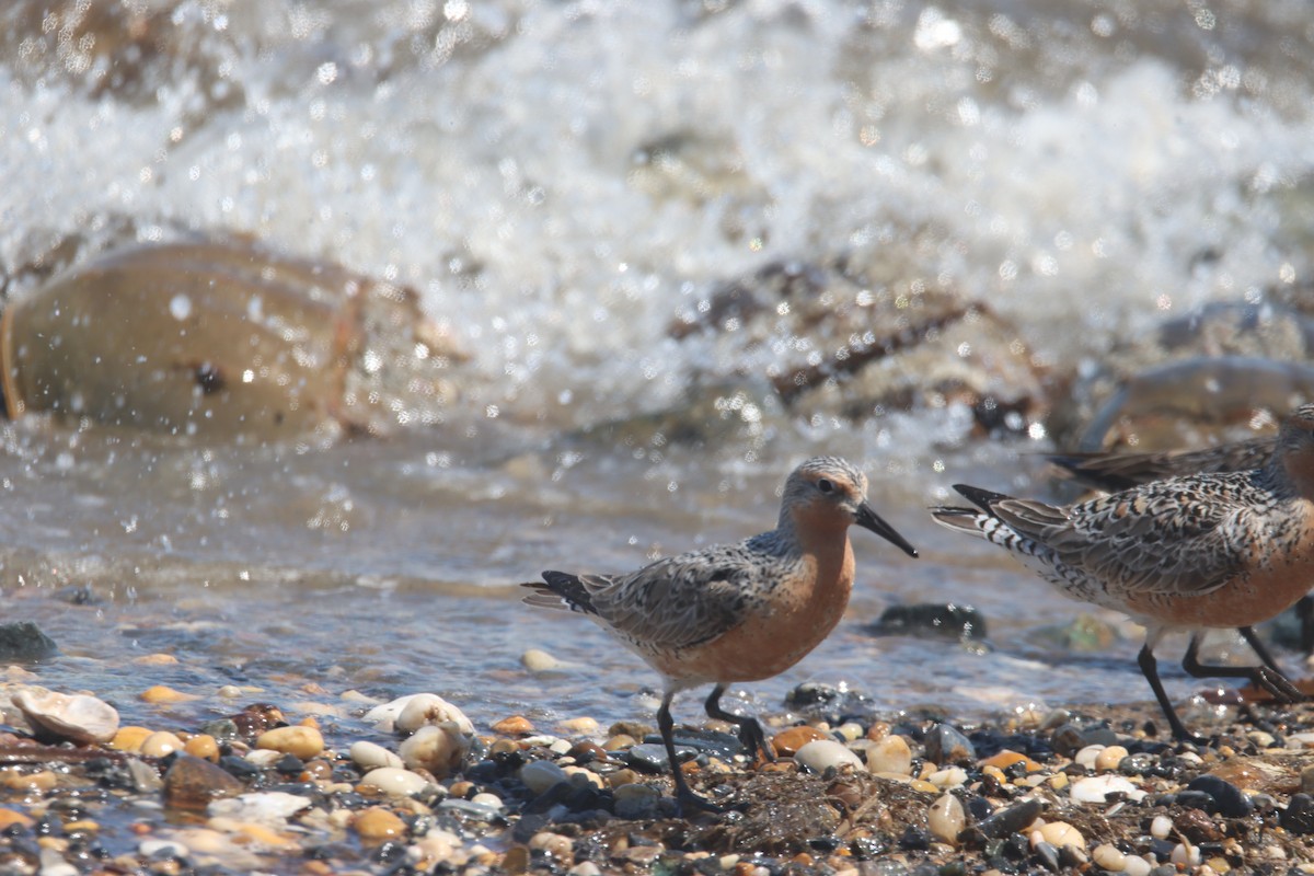 Red Knot - ML338614181