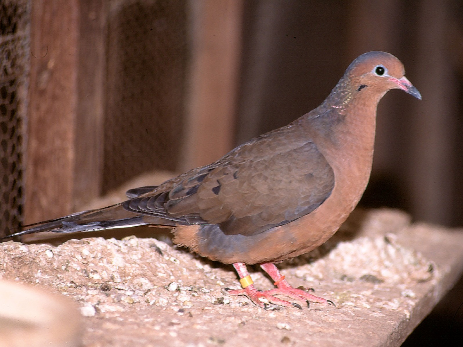 Socorro Dove - Josep del Hoyo