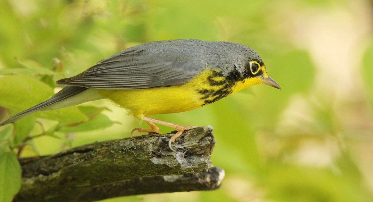 Canada Warbler - Laurence Blight