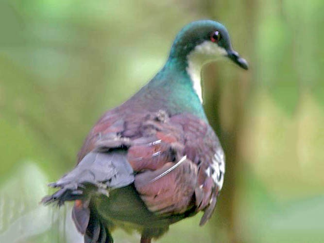 Mindoro Bleeding-heart - Don Roberson