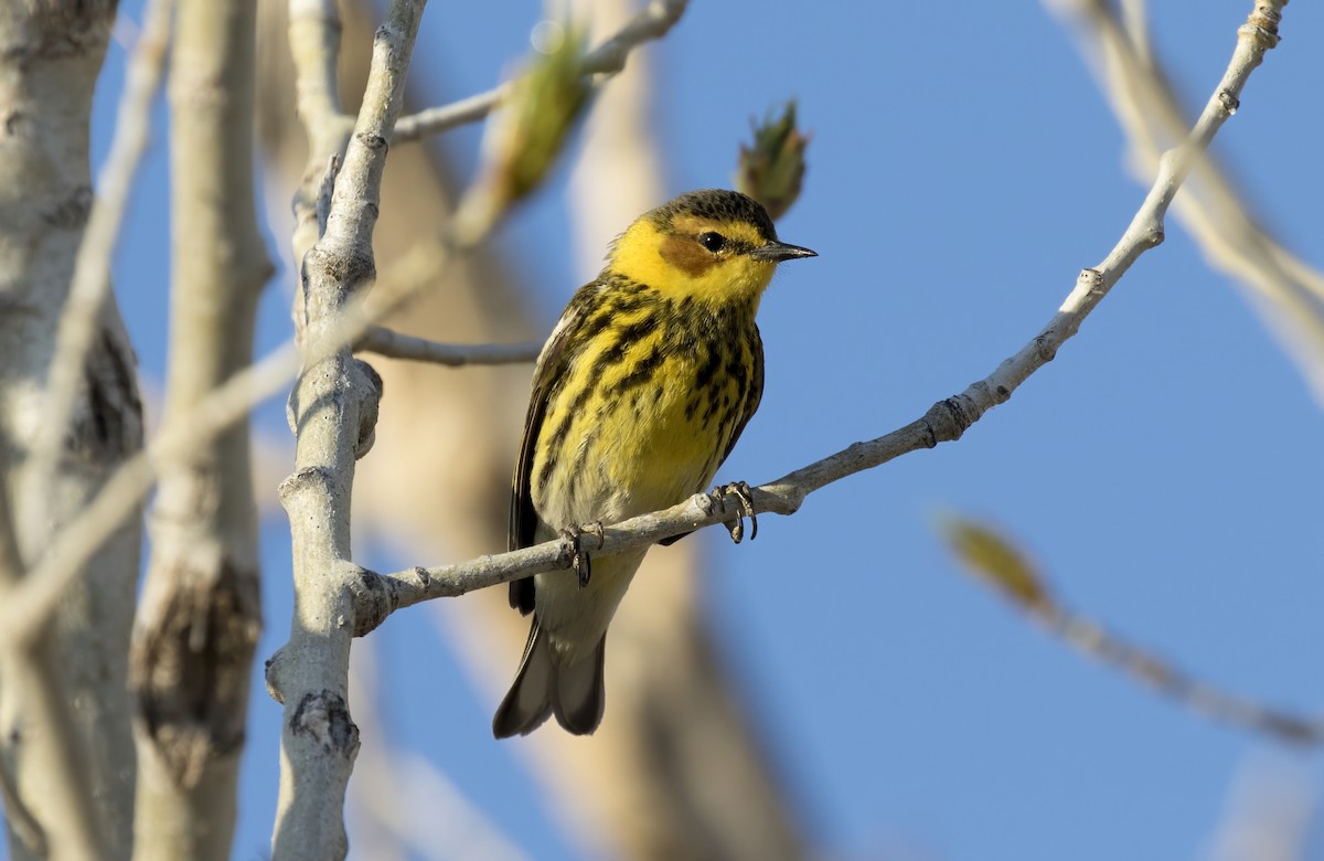 Cape May Warbler - ML338624761