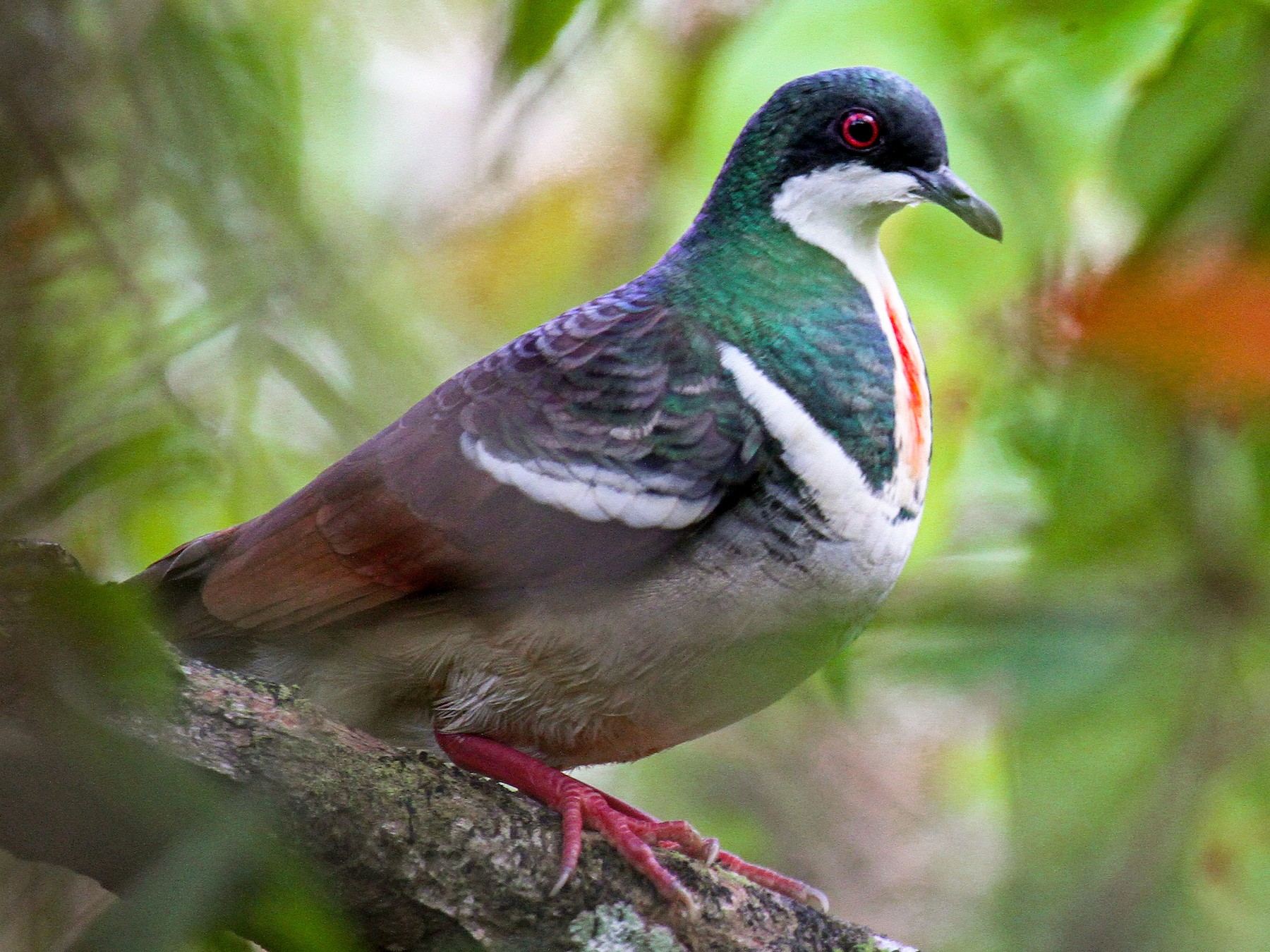 Bleeding Heart Pigeon