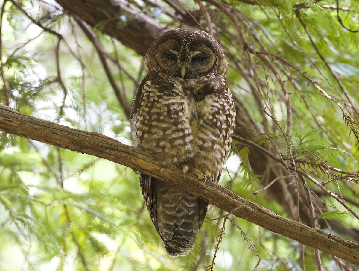 Spotted Owl - Logan Southall