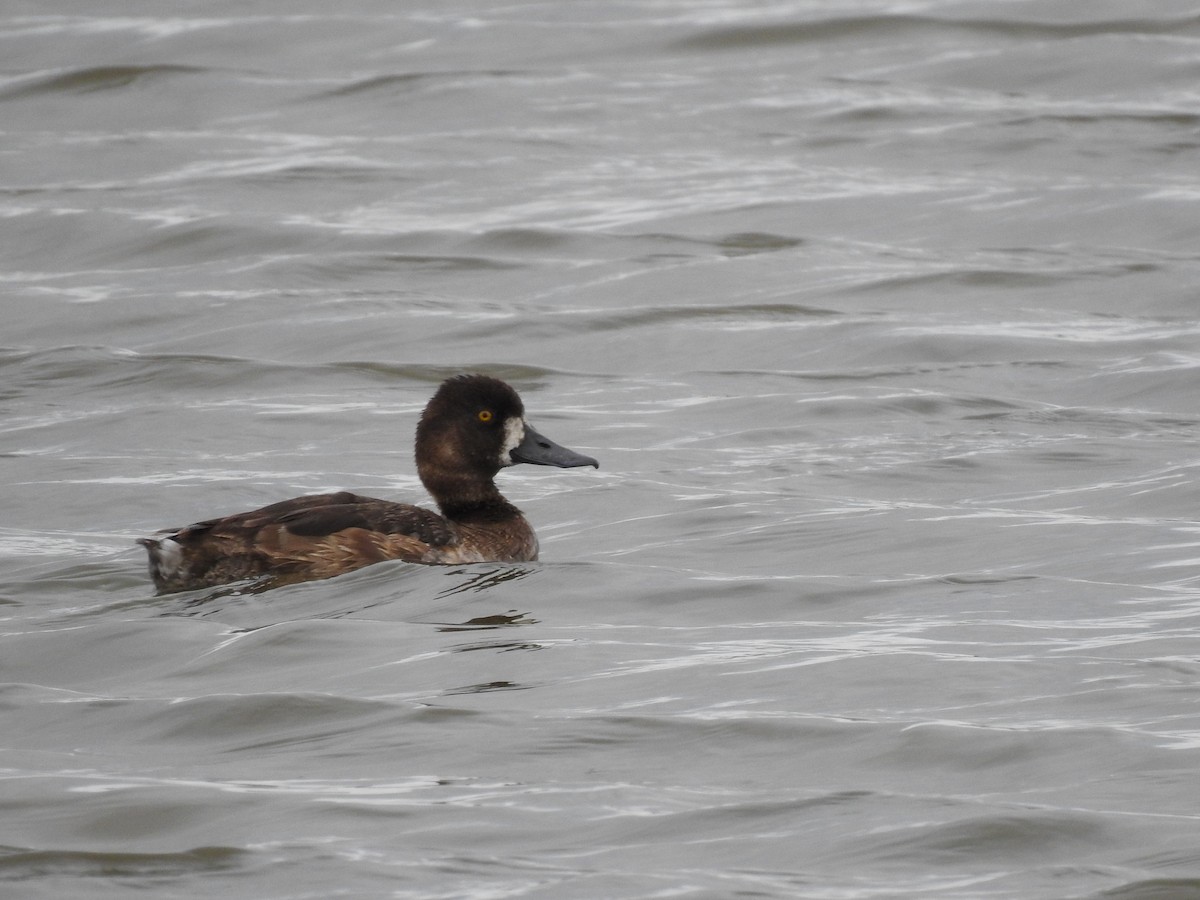 Lesser Scaup - Kevin Long