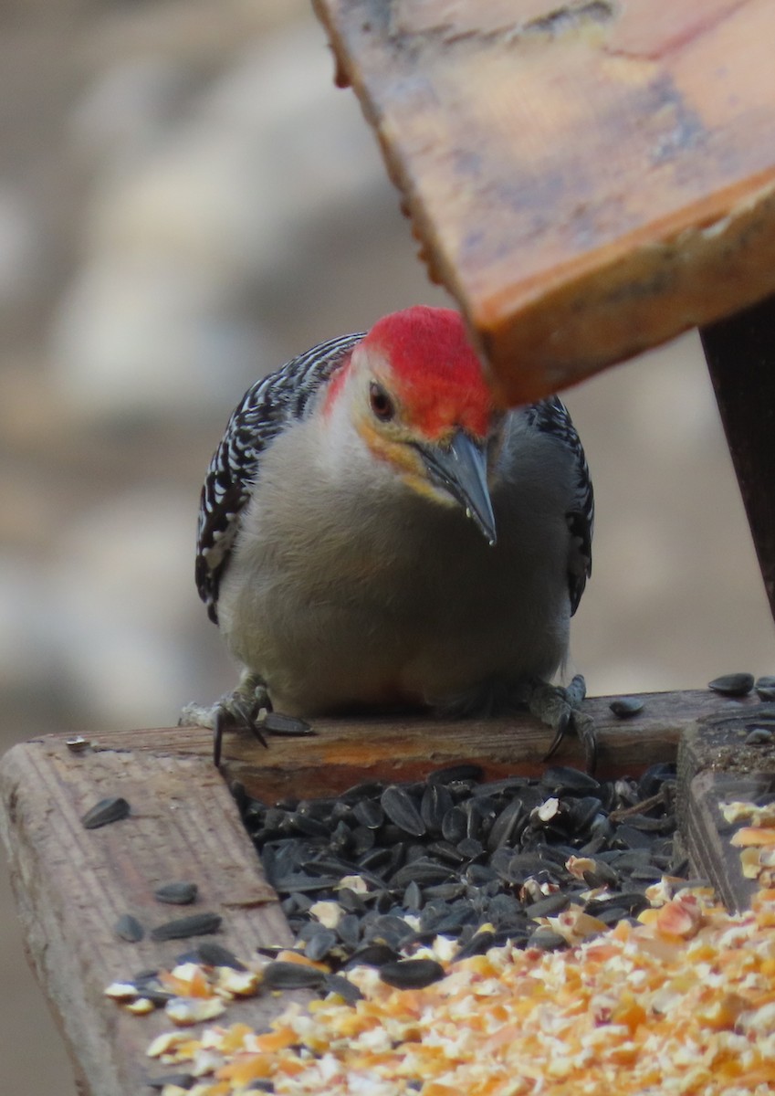 Red-bellied Woodpecker - ML338634851