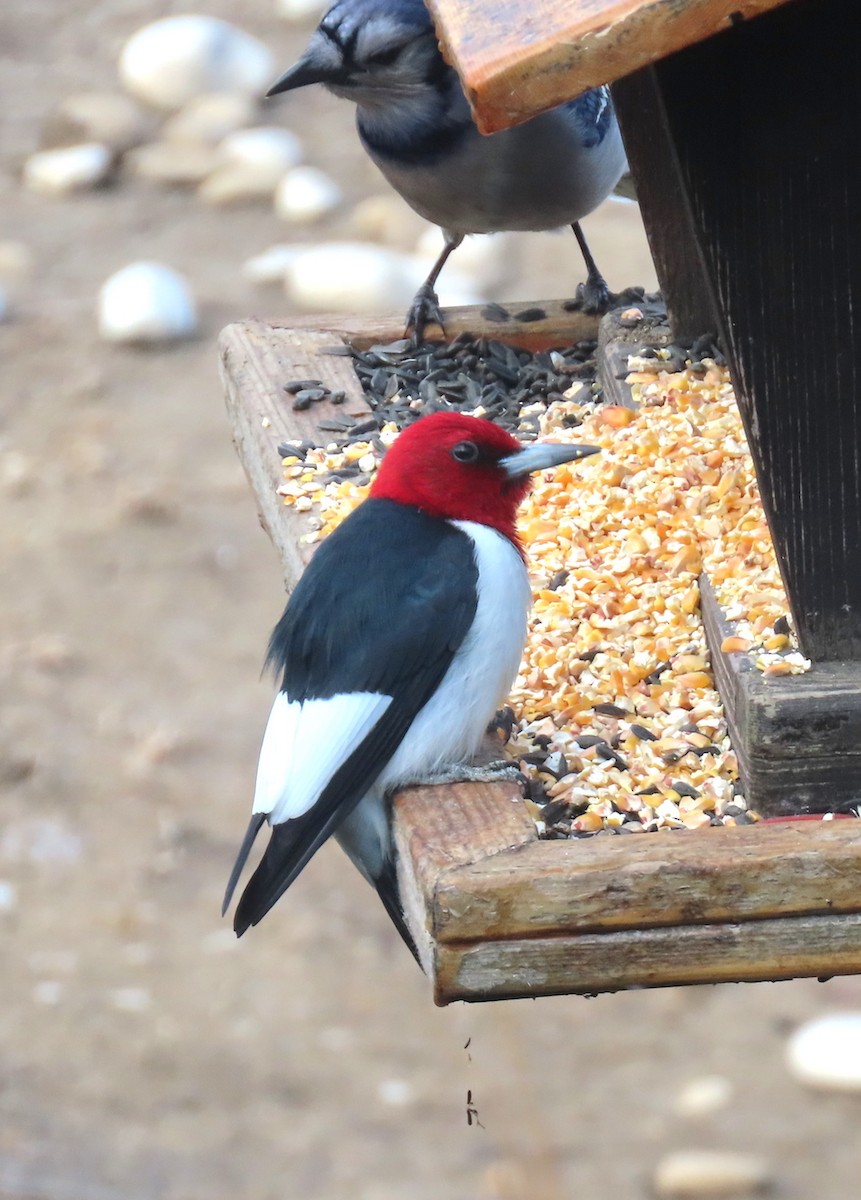 Red-headed Woodpecker - ML338634871