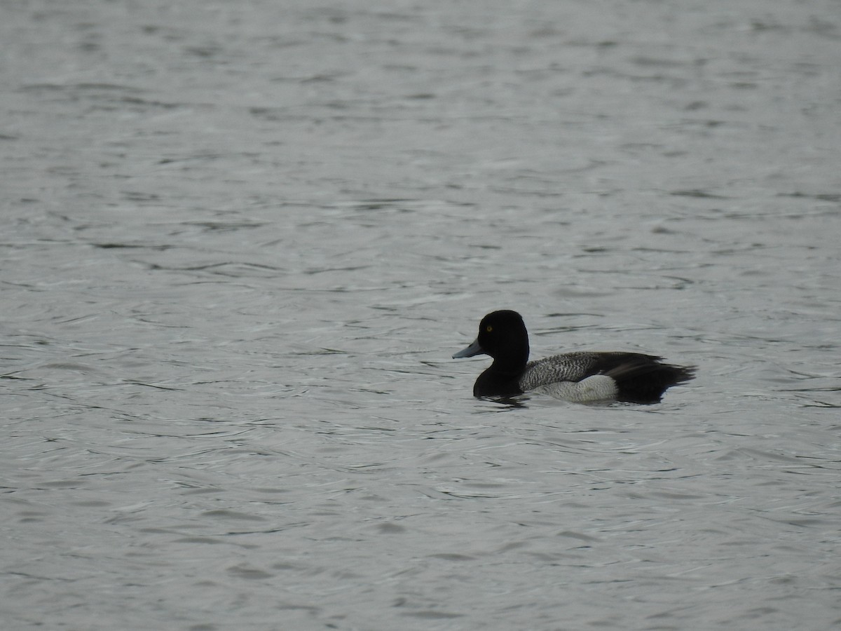 Lesser Scaup - Kevin Long