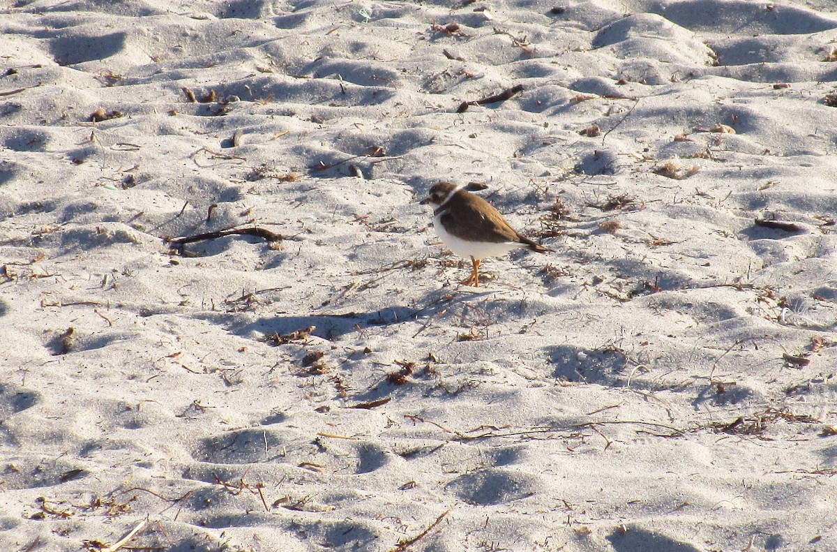 Semipalmated Plover - ML338638801