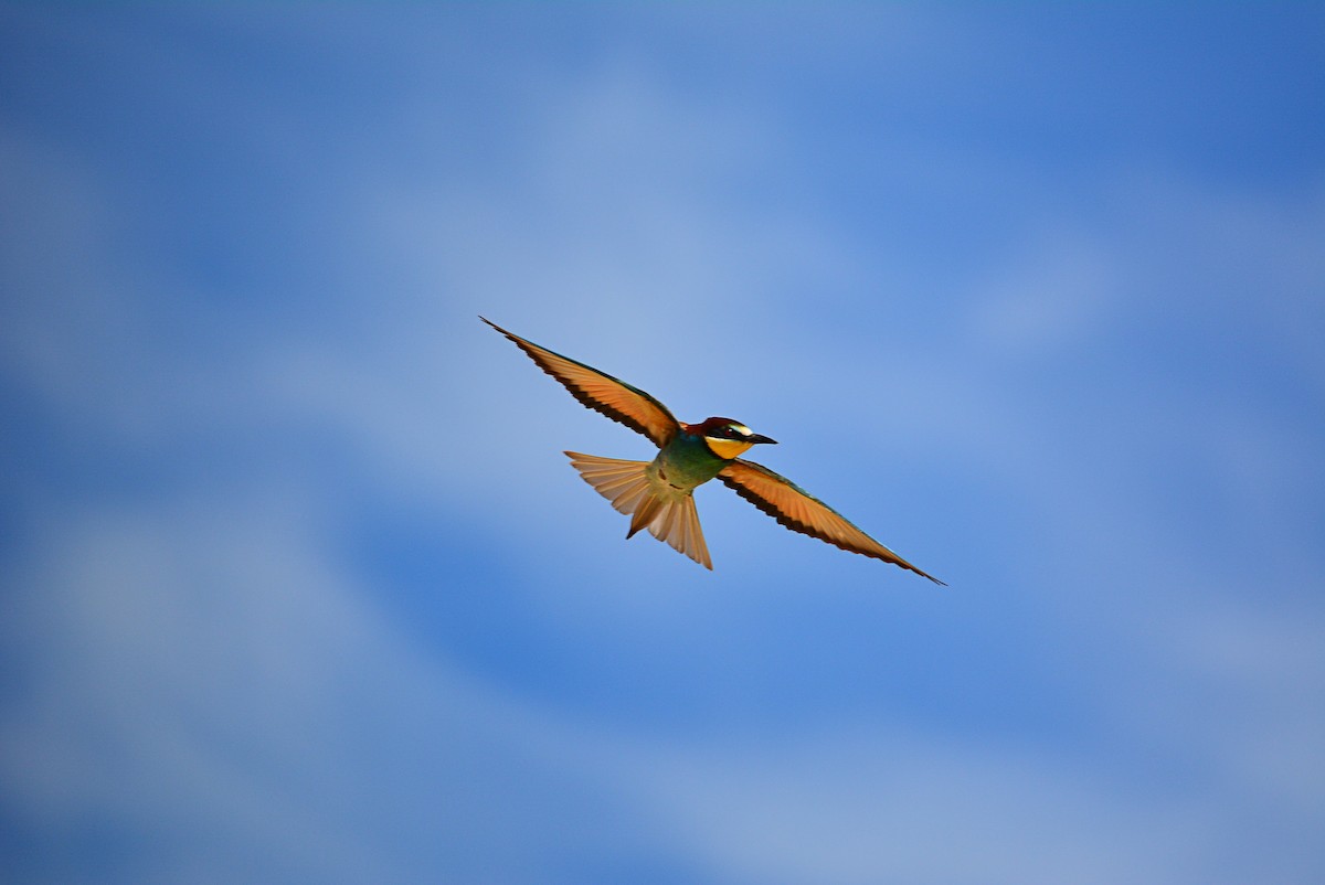 European Bee-eater - ML338638901