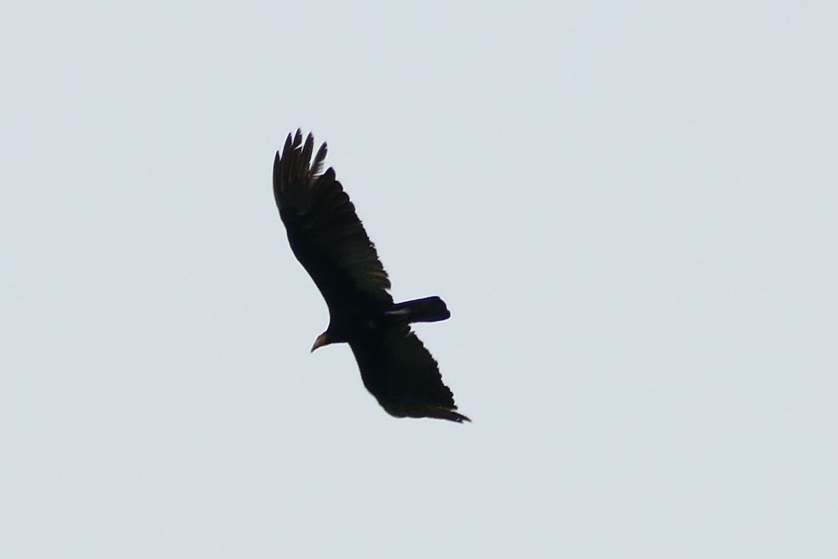 Greater Yellow-headed Vulture - ML338639191