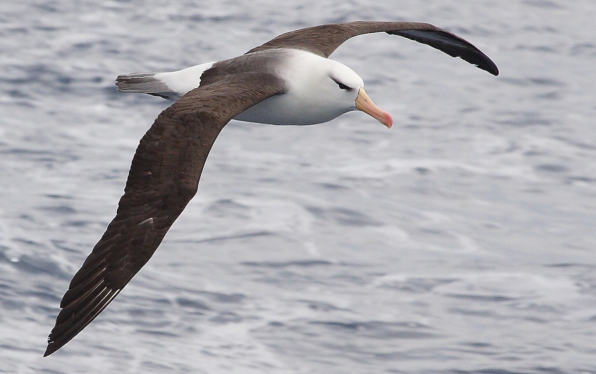 albatros černobrvý - ML33863991