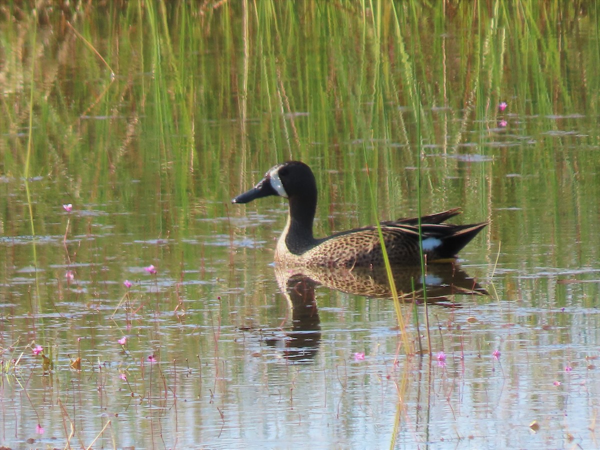 Blue-winged Teal - ML338641211