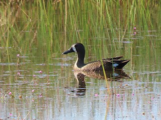 Blue-winged Teal, ML338641211