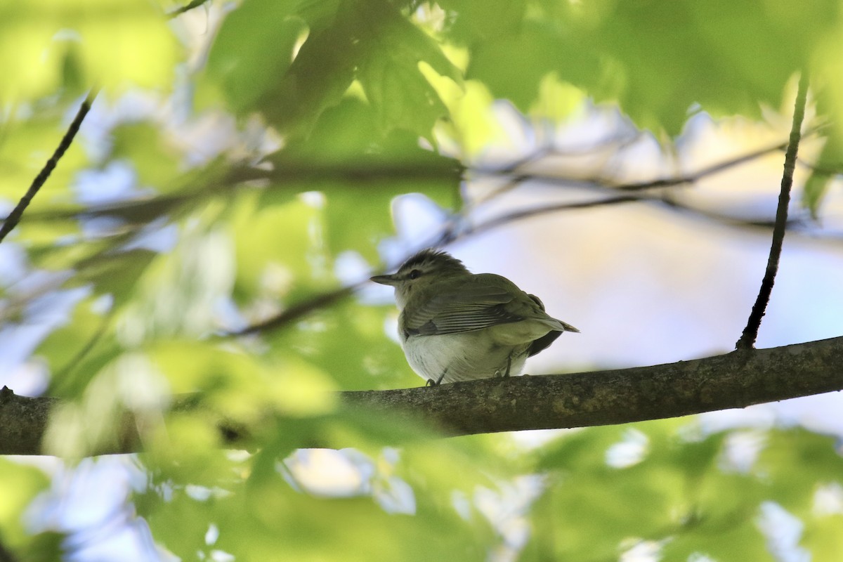 Red-eyed Vireo - Andy Sanford