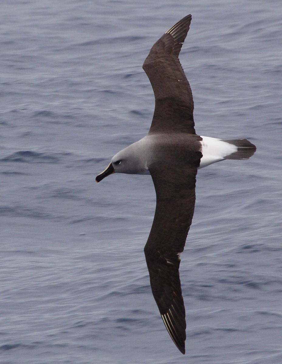 Gray-headed Albatross - ML33864281