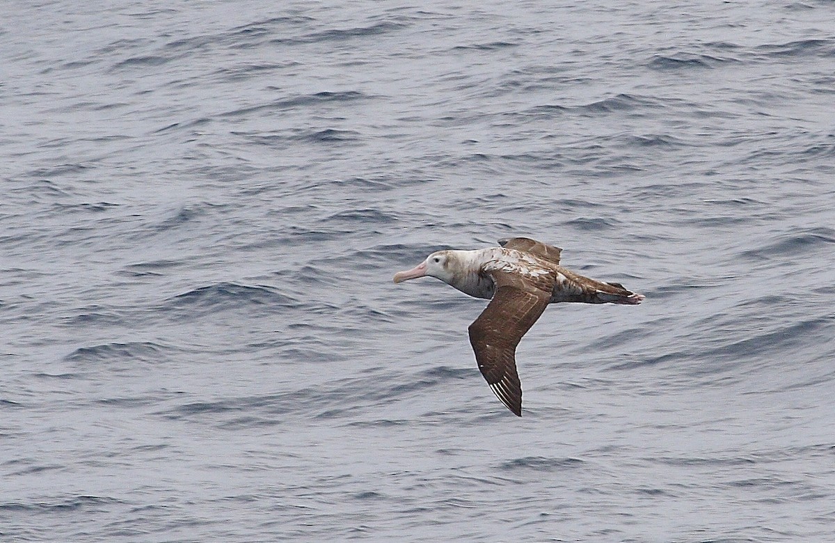 albatros stěhovavý - ML33864351