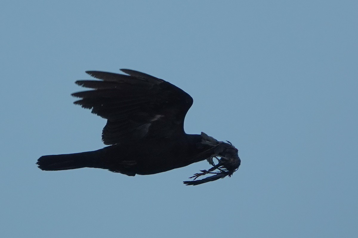 Corvus sp. (crow sp.) - ML338643531