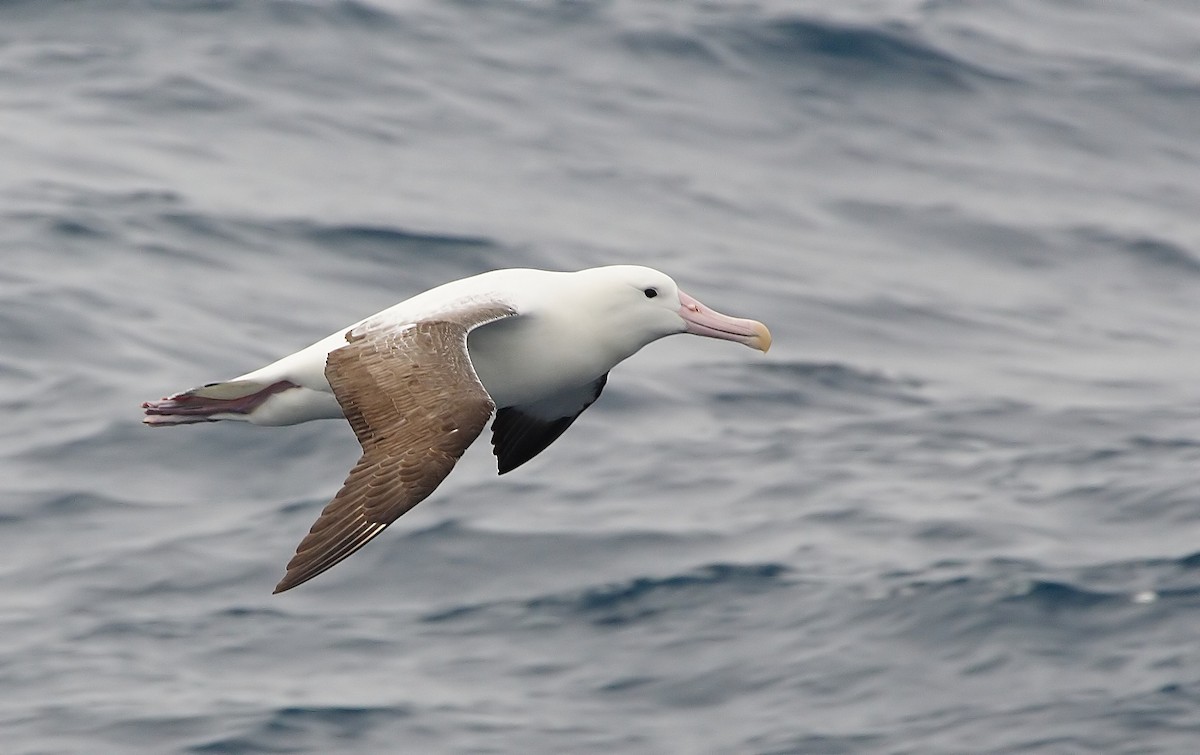albatros královský - ML33864461