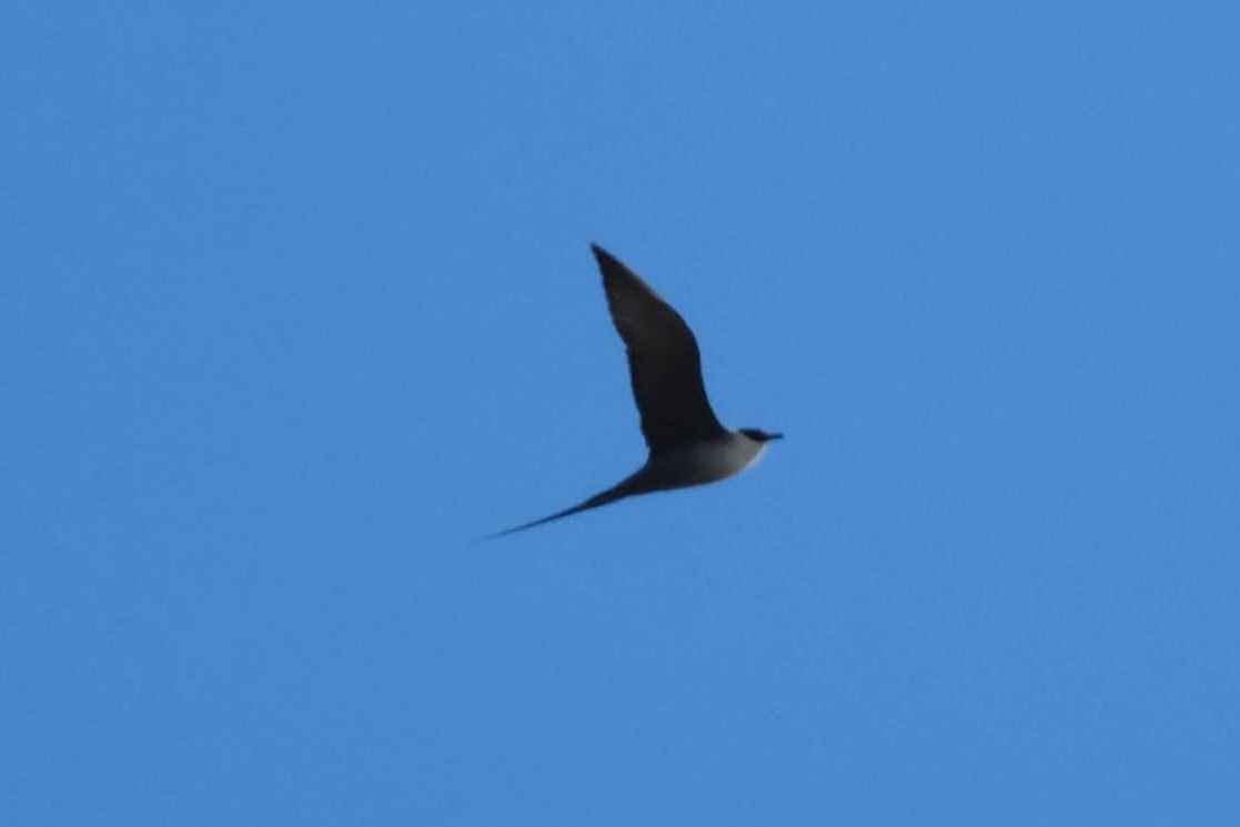 Long-tailed Jaeger - ML338650091