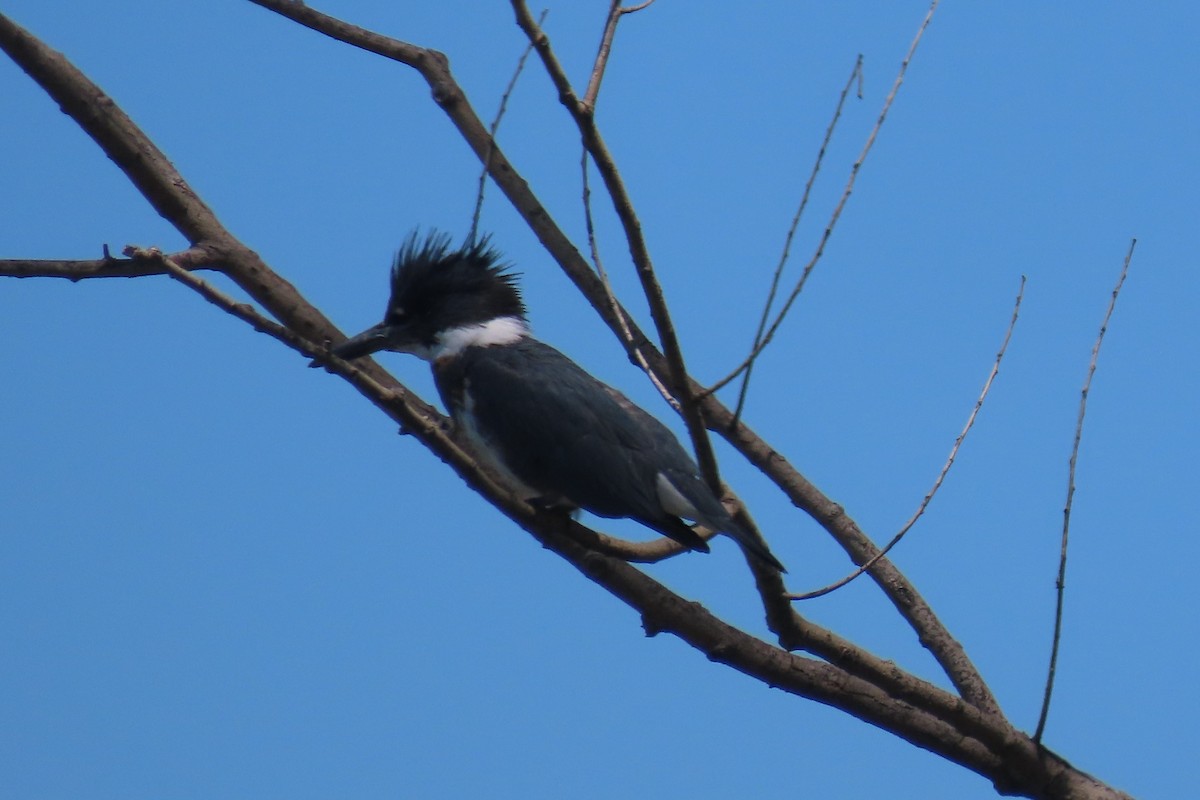 Belted Kingfisher - ML338650451