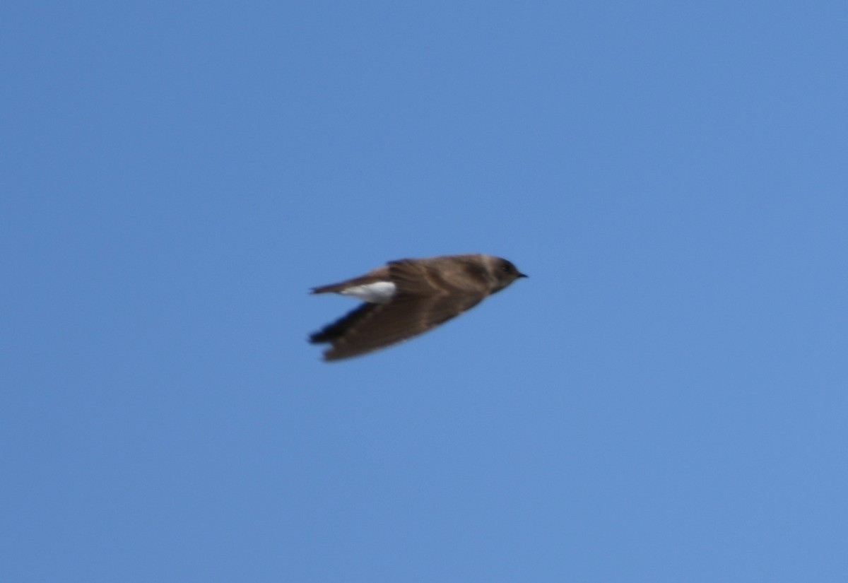 Northern Rough-winged Swallow - Brett Hillman