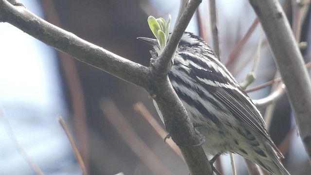 Black-and-white Warbler - ML338657941