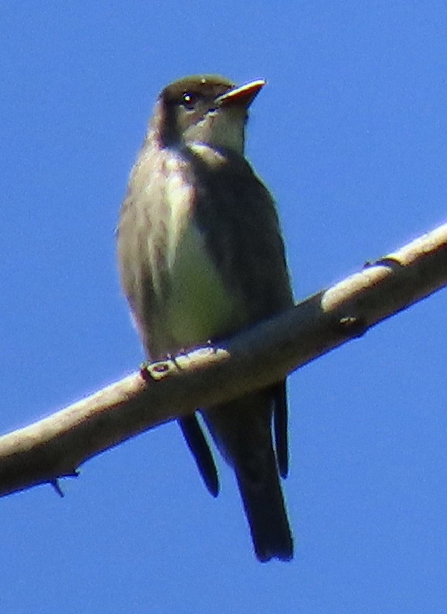 Olive-sided Flycatcher - Claire Sullivan