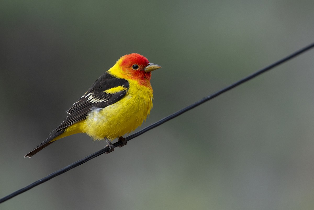 Western Tanager - ML338663561