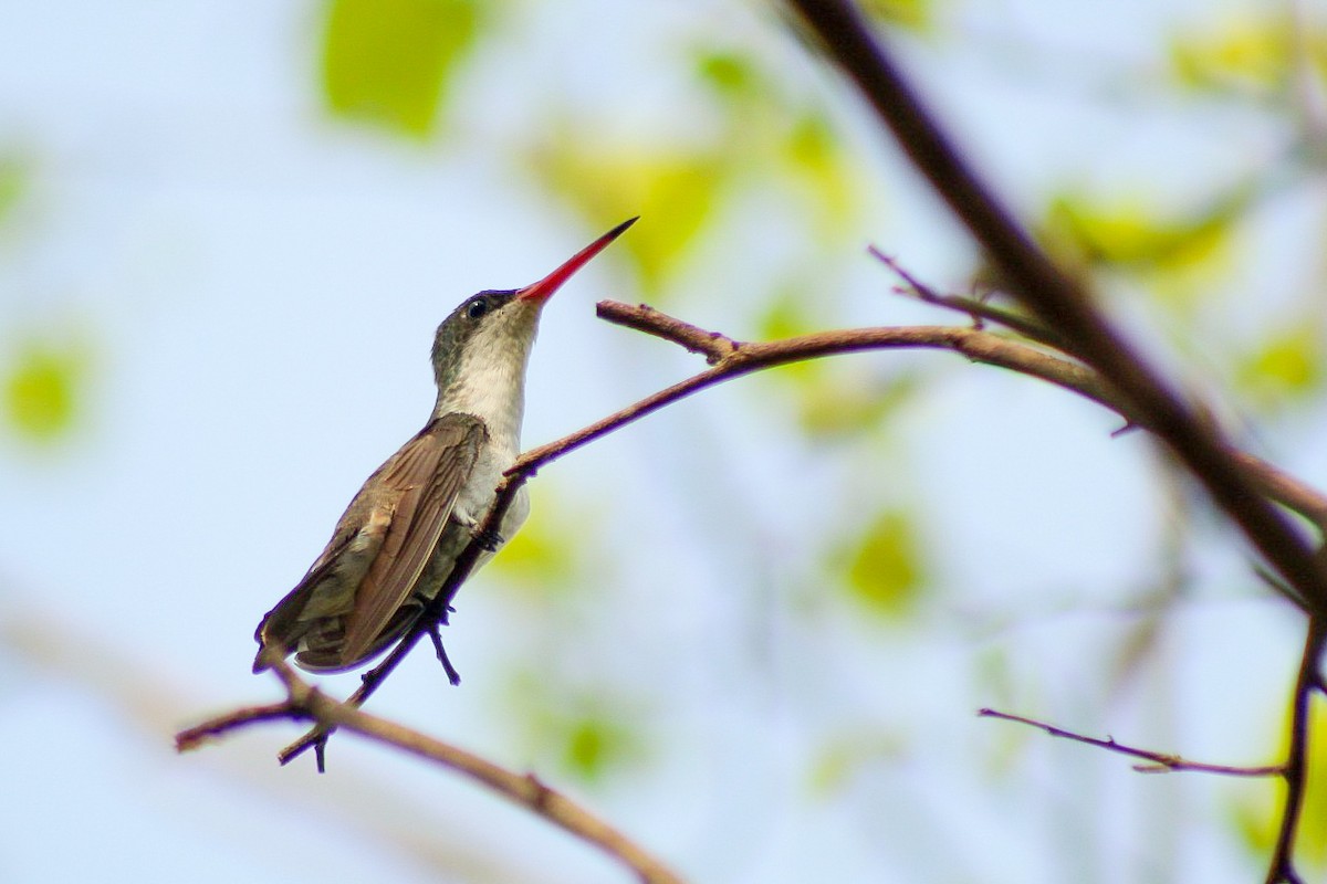 Green-fronted Hummingbird - Esteban Matías (birding guide) Sierra de los Cuchumatanes Huehuetenango esteban.matias@hotmail.com                             +502 53810540