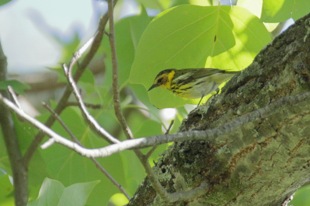 Cape May Warbler - ML338670021