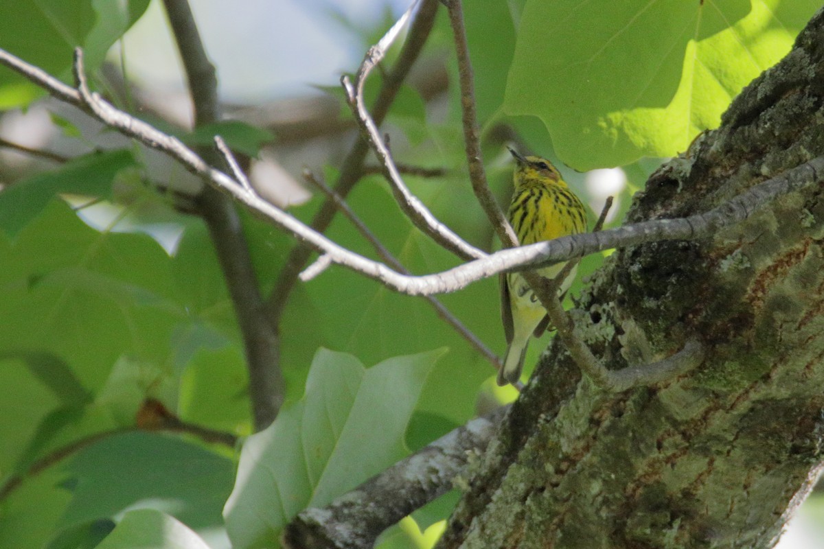 Cape May Warbler - ML338670031