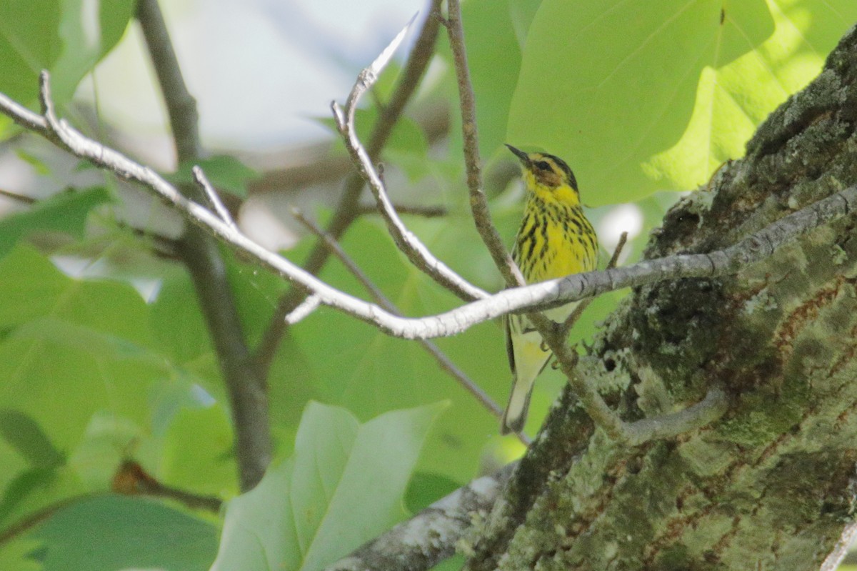 Cape May Warbler - ML338670061
