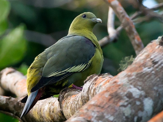 Comoros Green-Pigeon - Daniel López-Velasco | Ornis Birding Expeditions