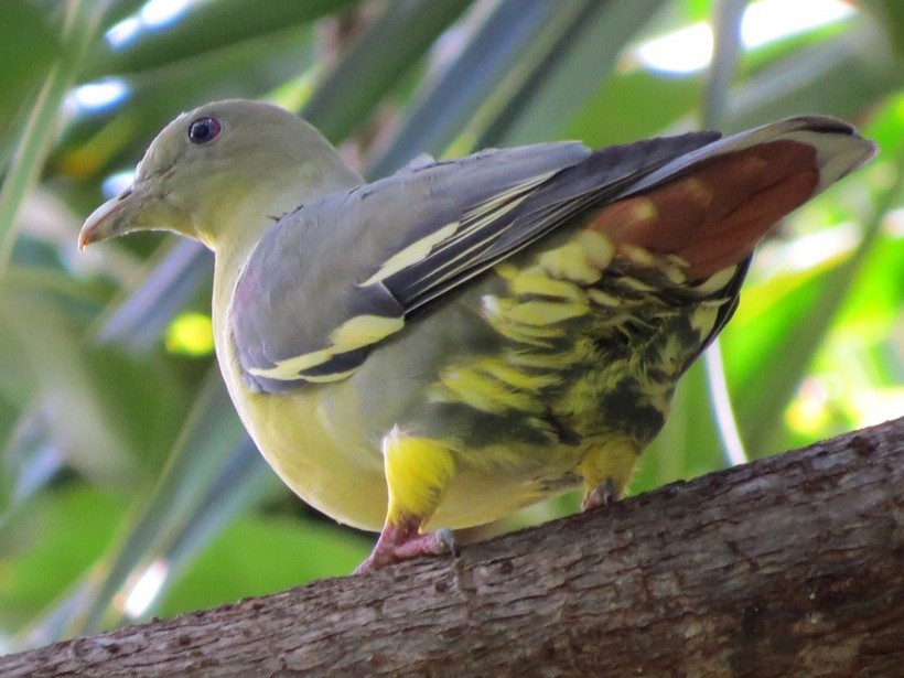 Comoros Green-Pigeon - Phil Gregory | Sicklebill Safaris | www.birder.travel