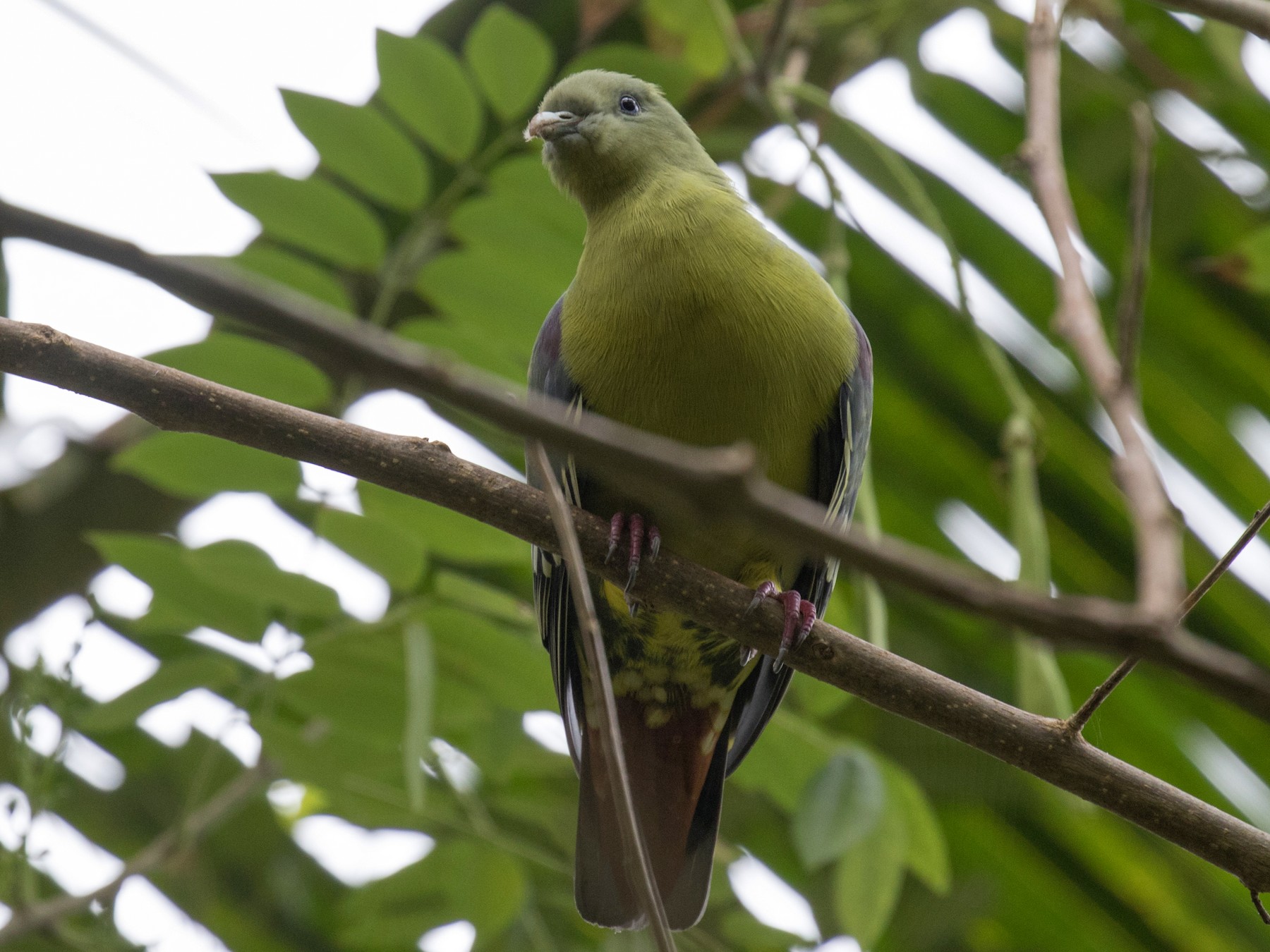 Comoros Green-Pigeon - Ross Gallardy