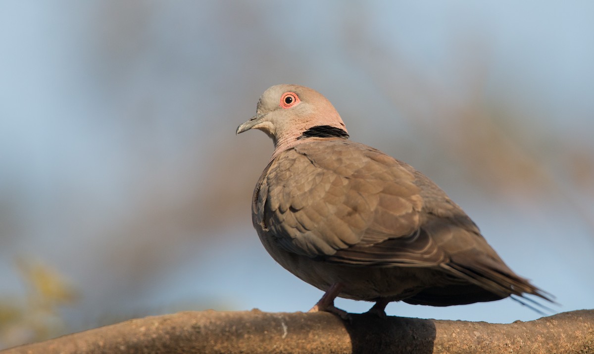 Mourning Collared-Dove - ML33868851