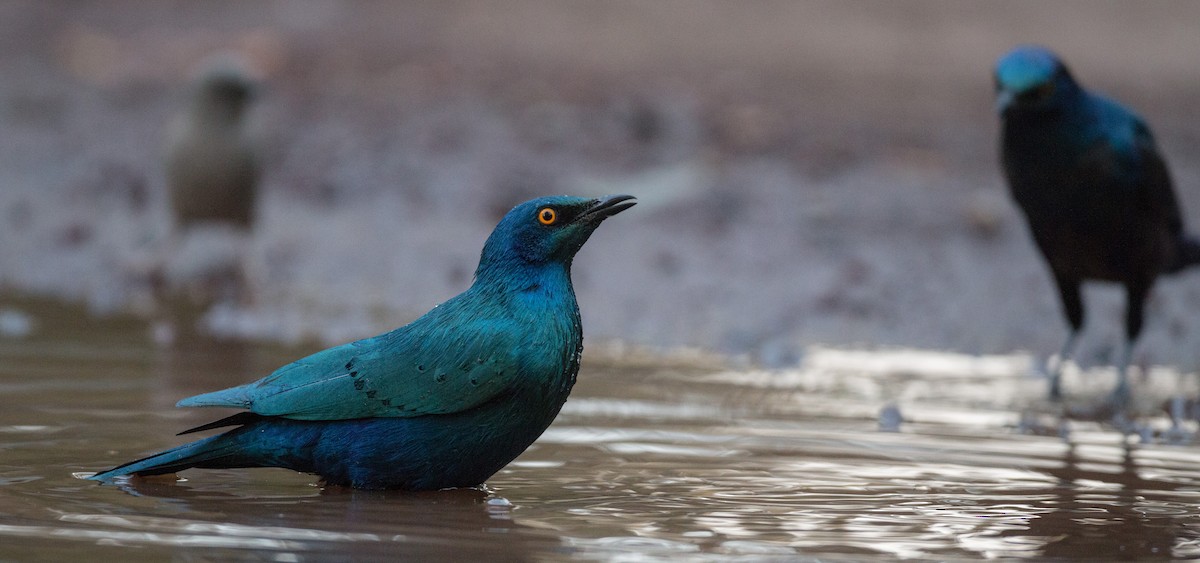 Greater Blue-eared Starling - ML33868891