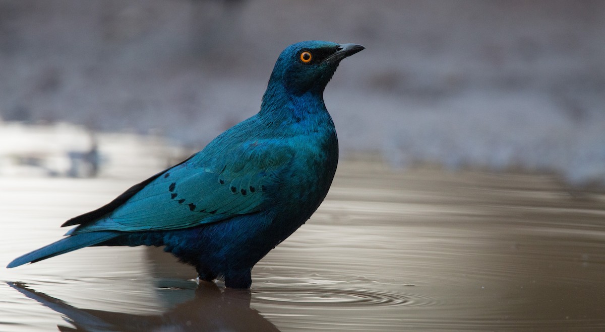 Greater Blue-eared Starling - ML33868901