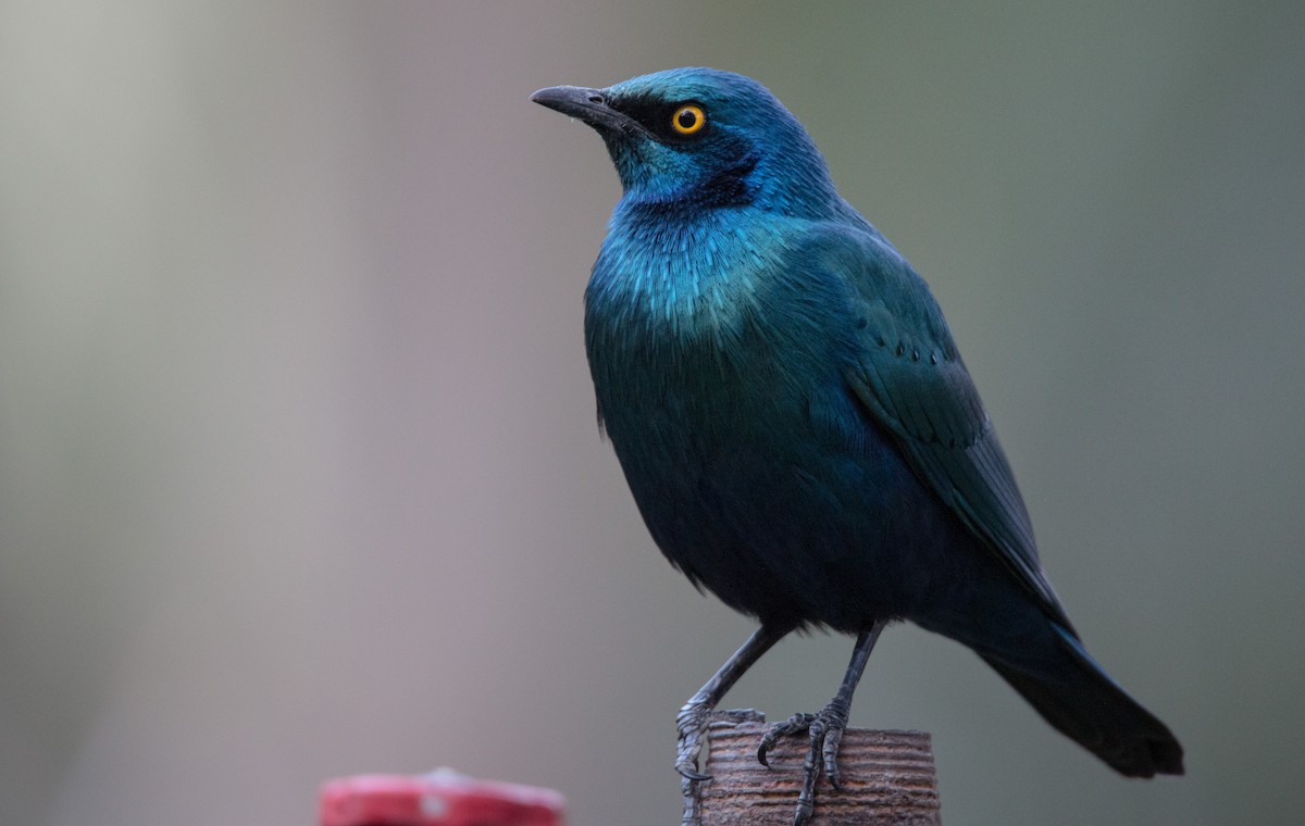 Greater Blue-eared Starling - ML33868911